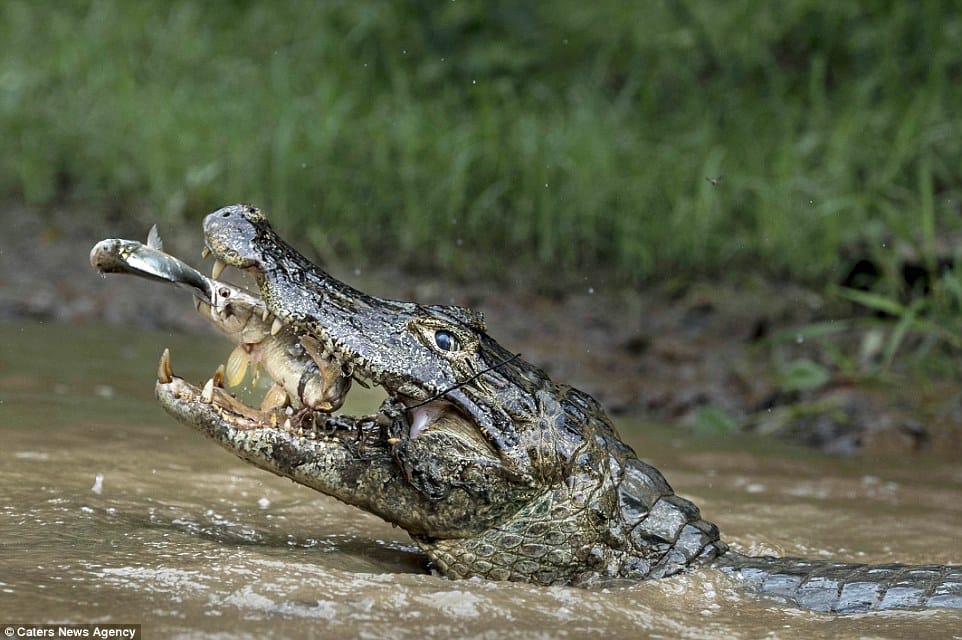 Crocodile killed the elder man