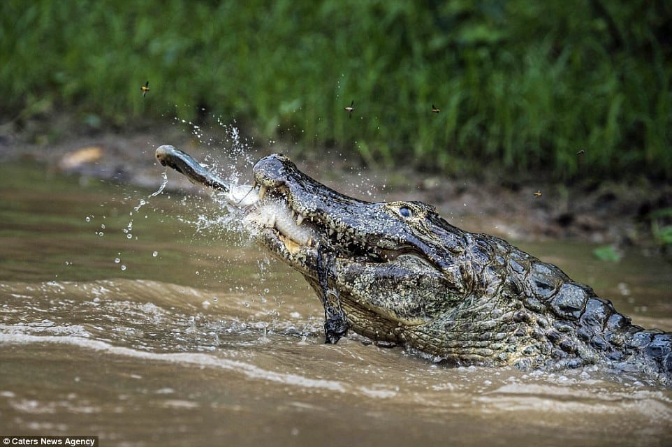 Pull the crocodile in the river buffalo
