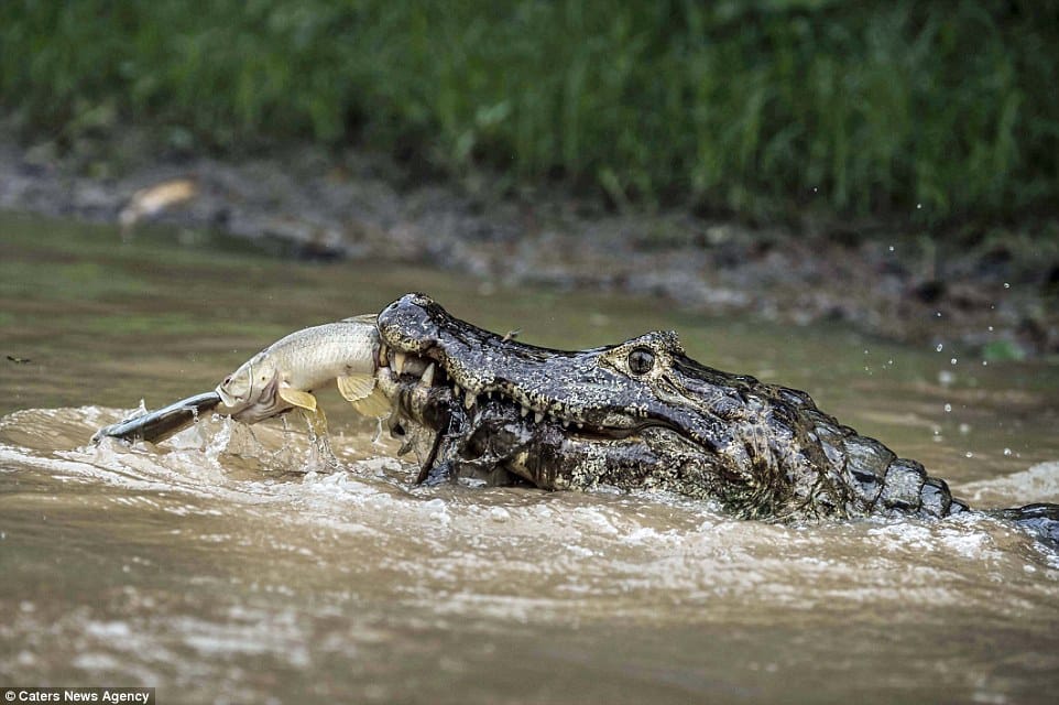 crocodile in Lower Village