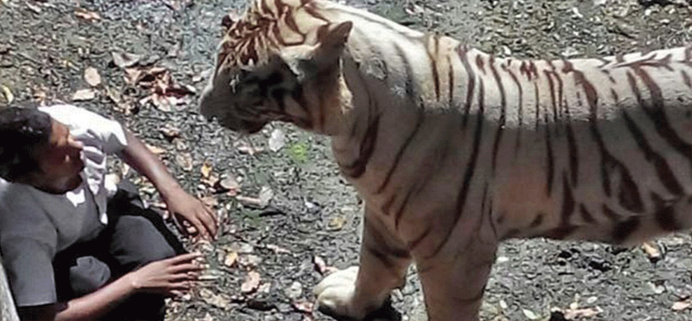 The tiger at the zoo increased compensation for families of the deceased in case of death