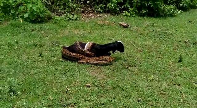 python tries to swallow goat in bahraich