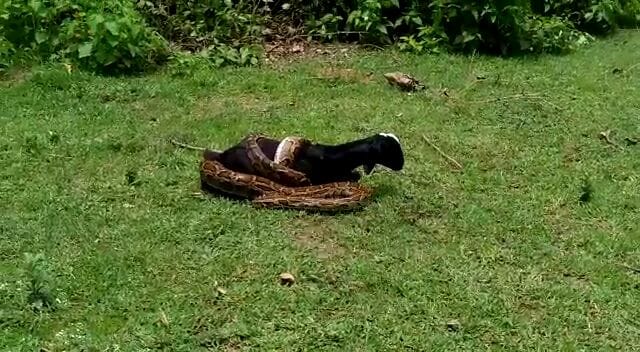 python tries to swallow goat in bahraich
