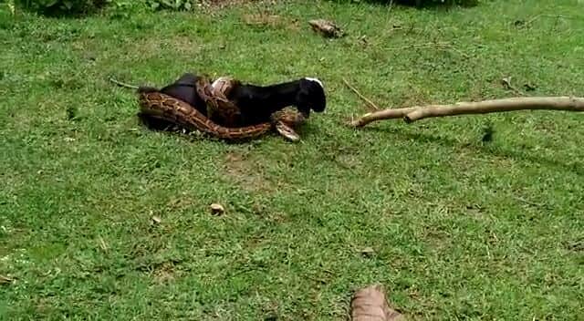 python tries to swallow goat in bahraich