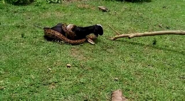 python tries to swallow goat in bahraich