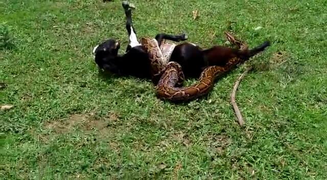 python tries to swallow goat in bahraich