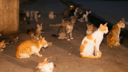 Karachi's Cat Woman has been feeding hungry kitties every day for 17 years