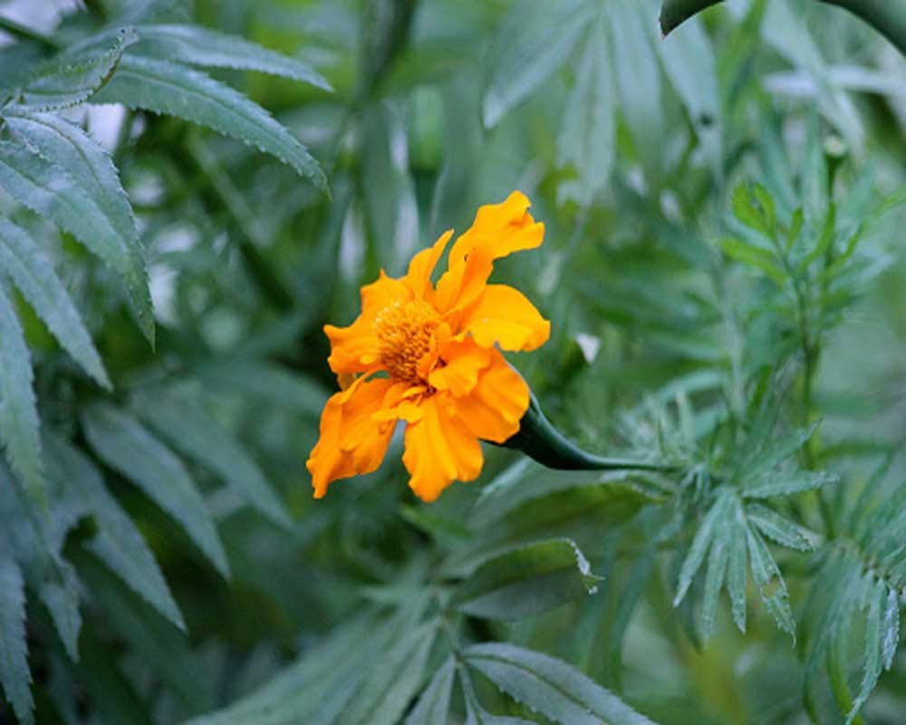Home remedies of Marigold leaves