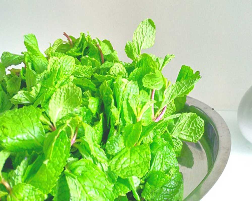 effective home remedies to get rid of rats for ever