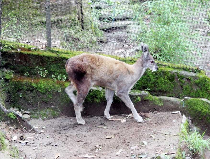 musk deer increasing in uttarakhand