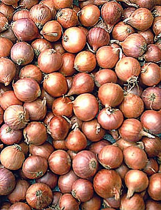 55 rough rice, onion Rs 50 per kg