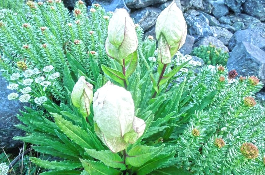 History for ShriKhand Mahadev, yatra starts from 15th july.
