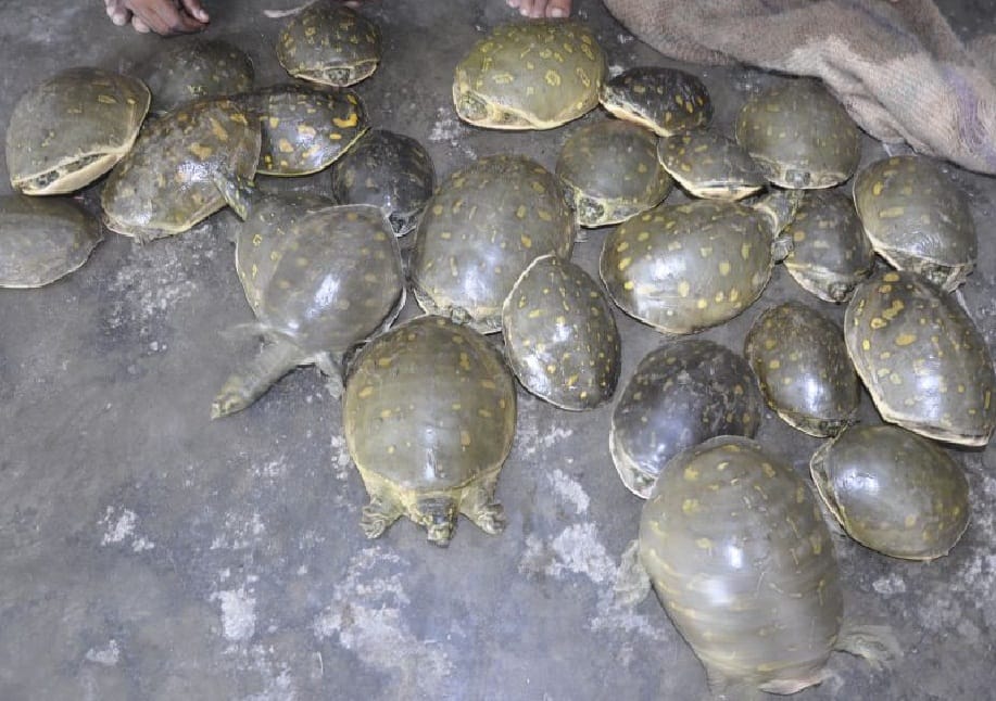  Two smugglers arrested with 25 turtles alive