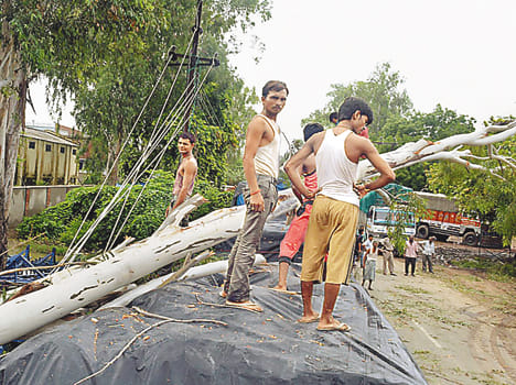 Eucalyptus falling traffic disrupted