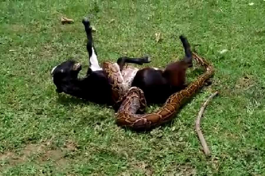 अजगर ने बकरी को जकड़ा