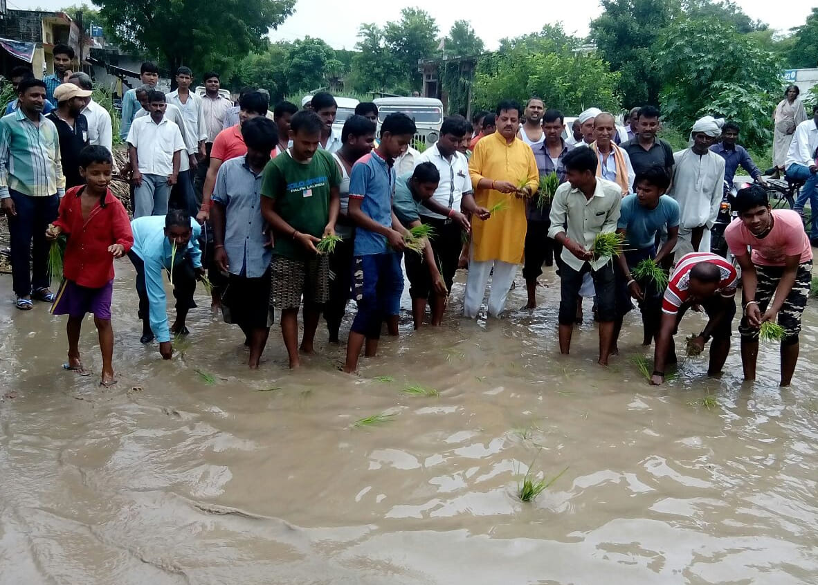 Fragmented anger, planted paddy on the road