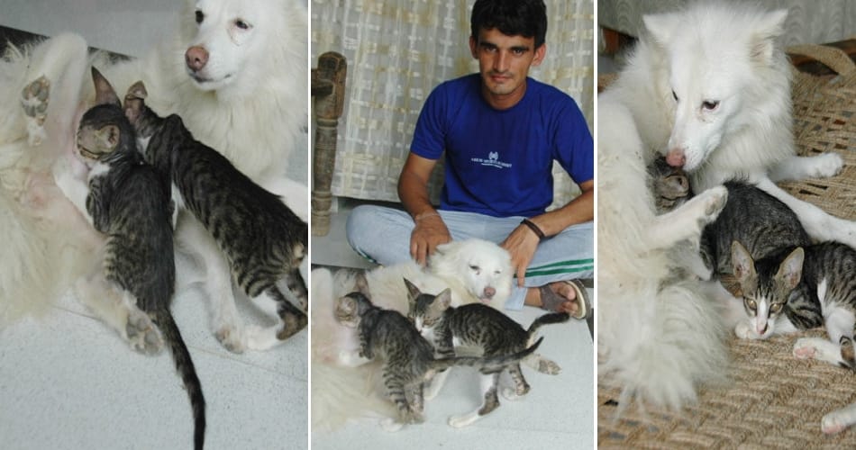 ajab gajab love, bitch cat childrens love, bitch love for cat childrens, weired animals