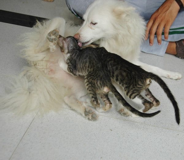 ajab gajab love, bitch cat childrens love, bitch love for cat childrens, weired animals
