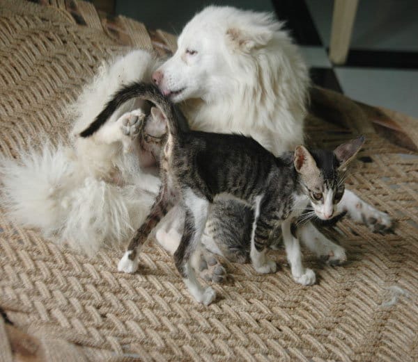 ajab gajab love, bitch cat childrens love, bitch love for cat childrens, weired animals