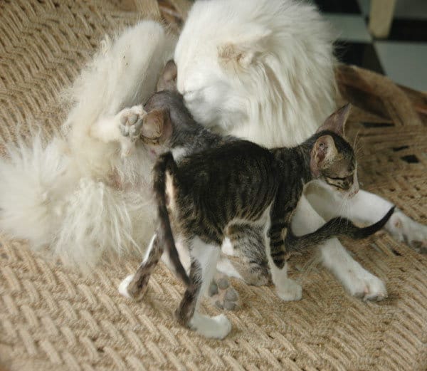 ajab gajab love, bitch cat childrens love, bitch love for cat childrens, weired animals