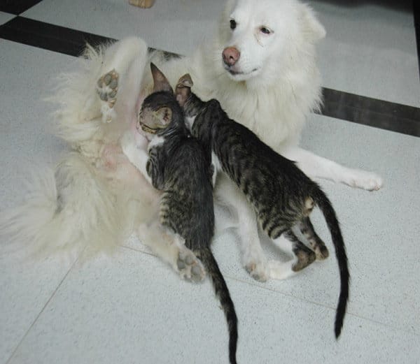 ajab gajab love, bitch cat childrens love, bitch love for cat childrens, weired animals
