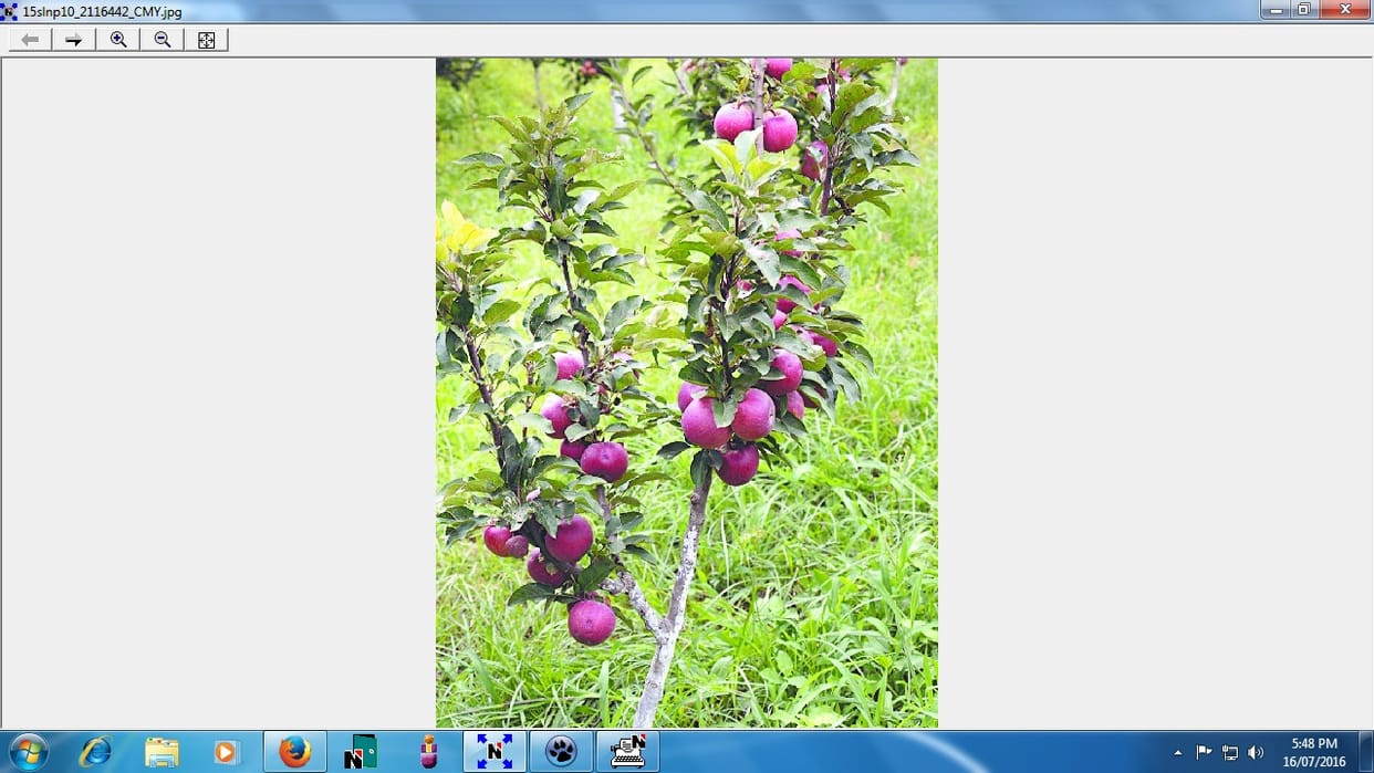 skarlet apple production strat in Chayal