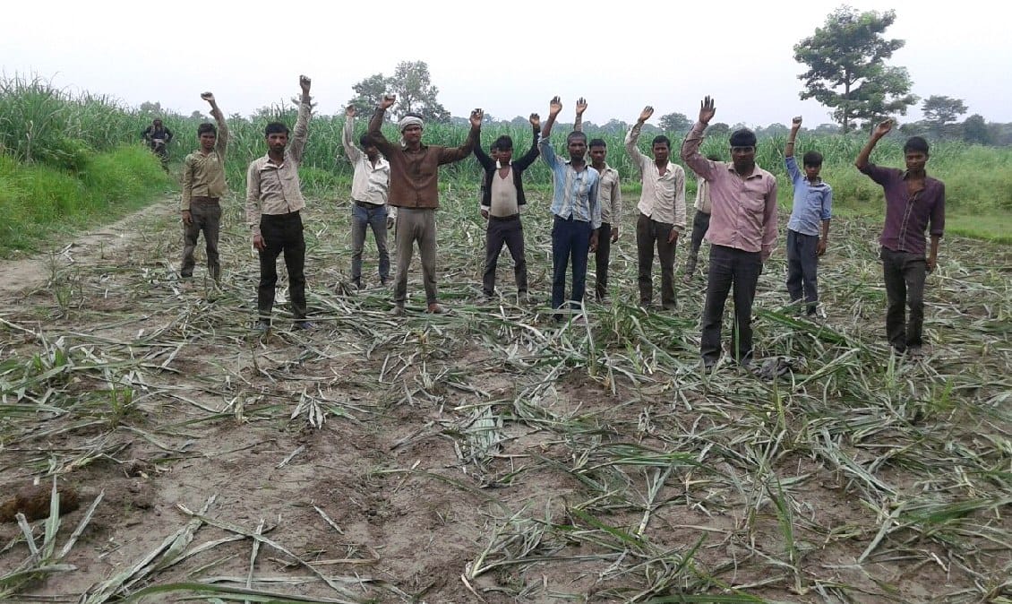 Elephants destroyed 25 acres of sugar cane crops