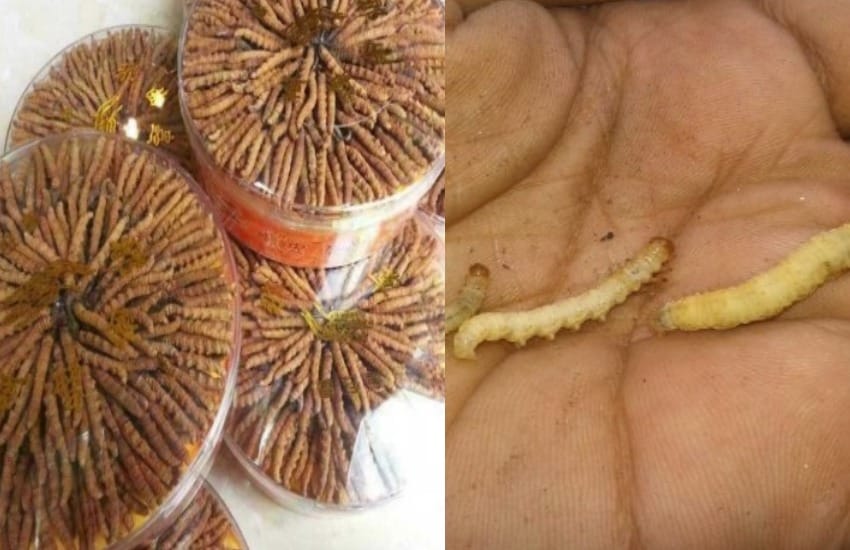 sex power increasing insect can be dangerous for people