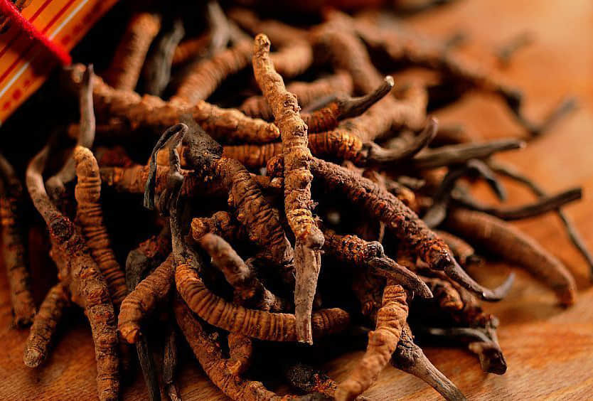 sex power increasing insect can be dangerous for people
