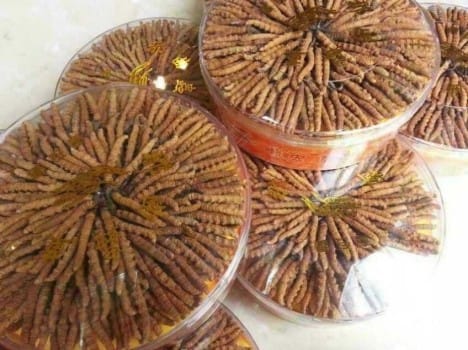 people crazy for Himalayan energy boosting fungus kirajari.