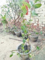 will be plant 60 thousand plants, kurukshetra