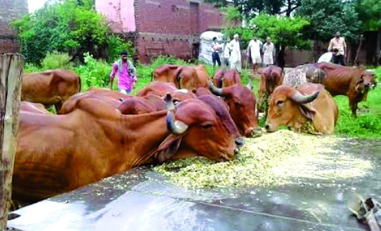 17 cow recovered from the forest