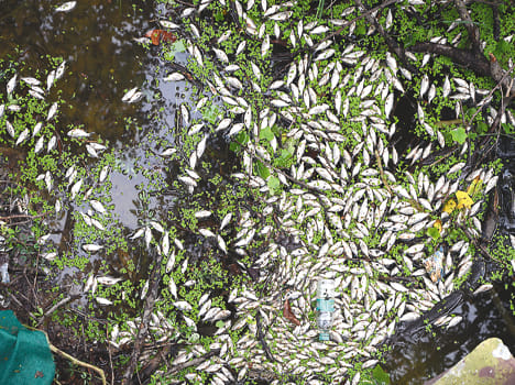 Thousands of fish in the lake Mrin