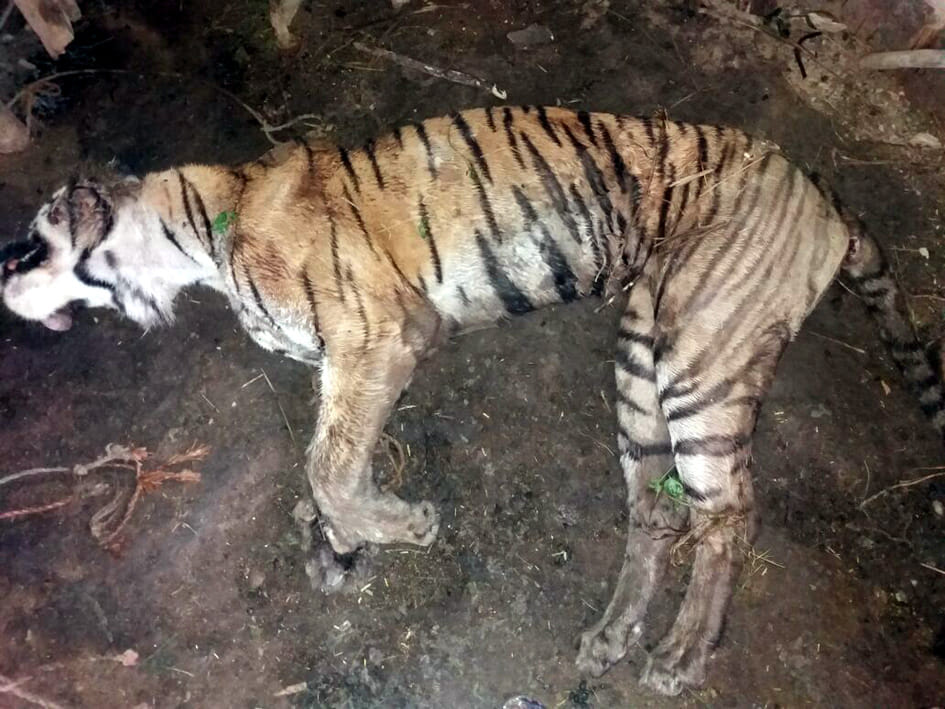 Plan to catch tiger by digging a pit