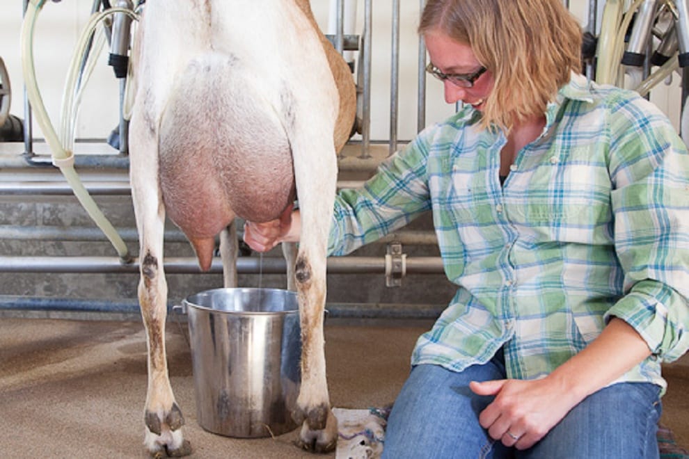  Milk producers will now earning