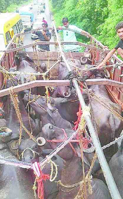Truck carrying animal holding