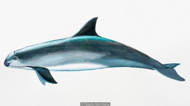 the animal who is going to Extinct
