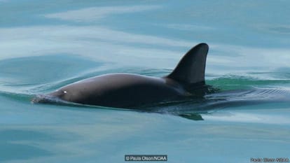 the animal who is going to Extinct