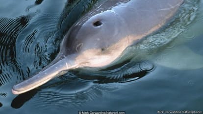 the animal who is going to Extinct