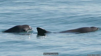 the animal who is going to Extinct
