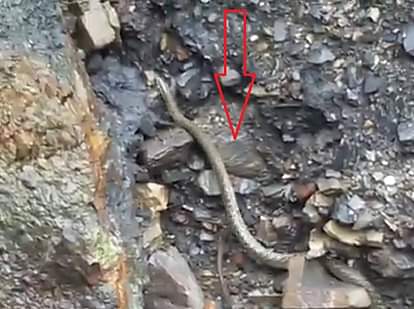 Snake wandered after heavy rains in Uttrakhand