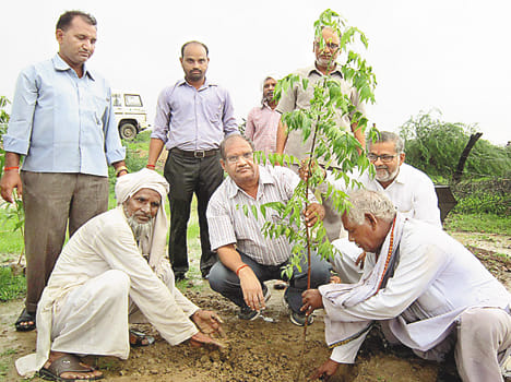 Plant trees along the road to stop pollution