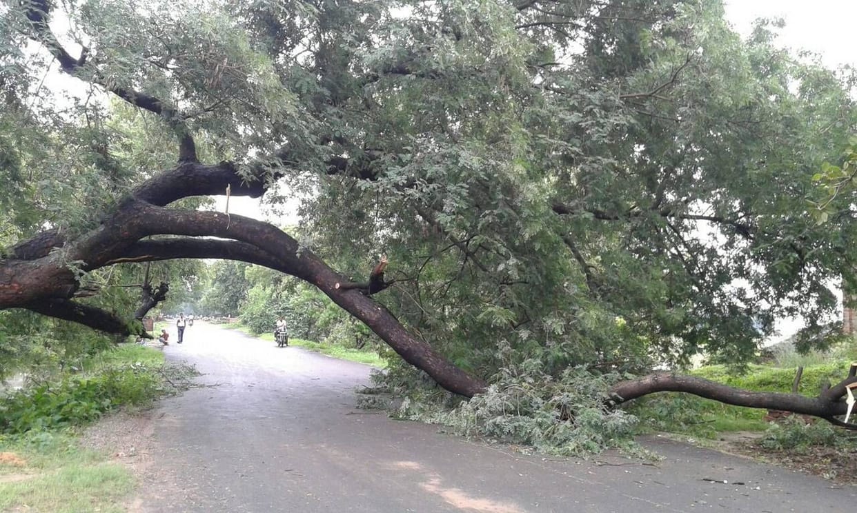 Rain waterlogging, fallen tree