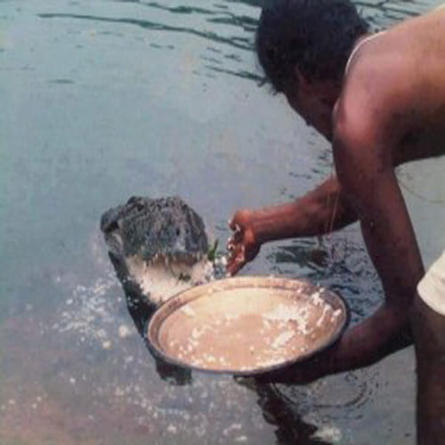 The Vegetarian Crocodile Who Guards a Temple in Kerala