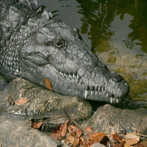 The Vegetarian Crocodile Who Guards a Temple in Kerala