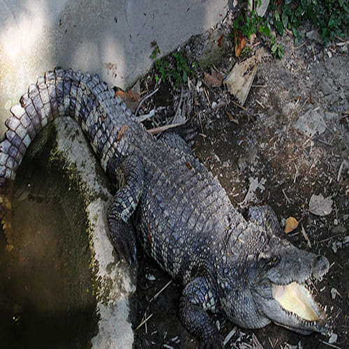 The Vegetarian Crocodile Who Guards a Temple in Kerala