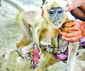 Three monkeys cut by train, two injured.