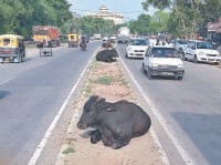 punchayat of animals on road, kurukshetra