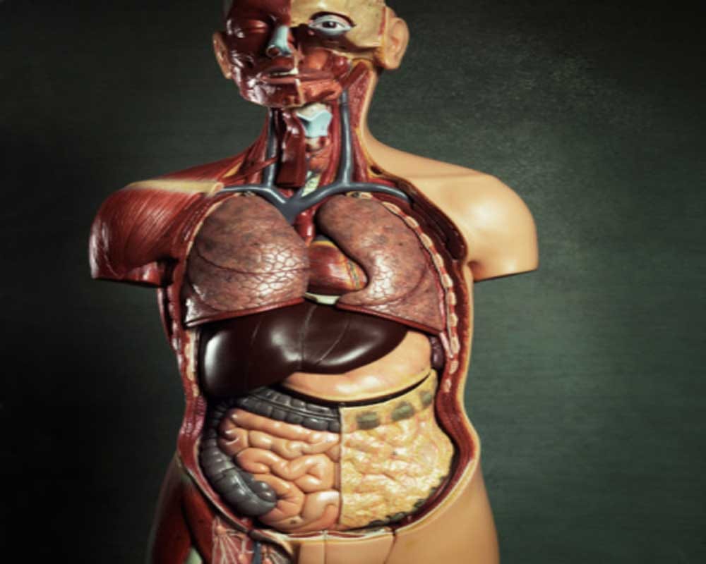 Ill-effect of drinking refrigerated cold water 