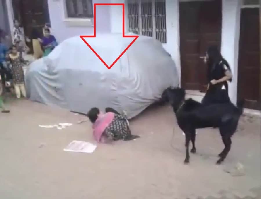 बकरे ने किया हमला