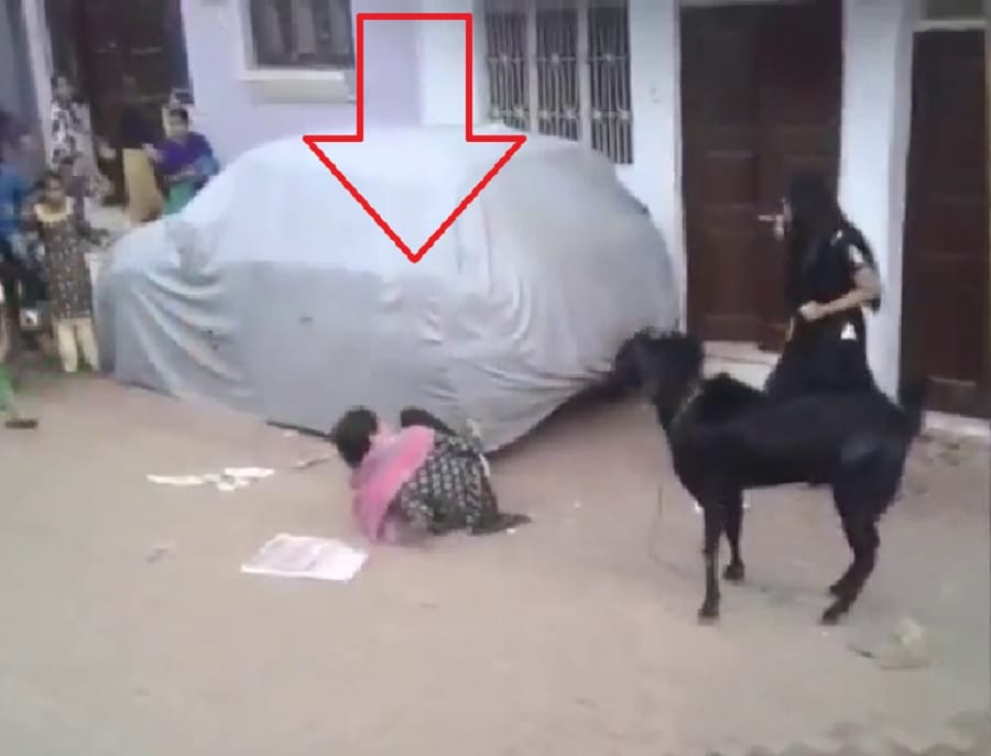 बकरे ने किया हमला